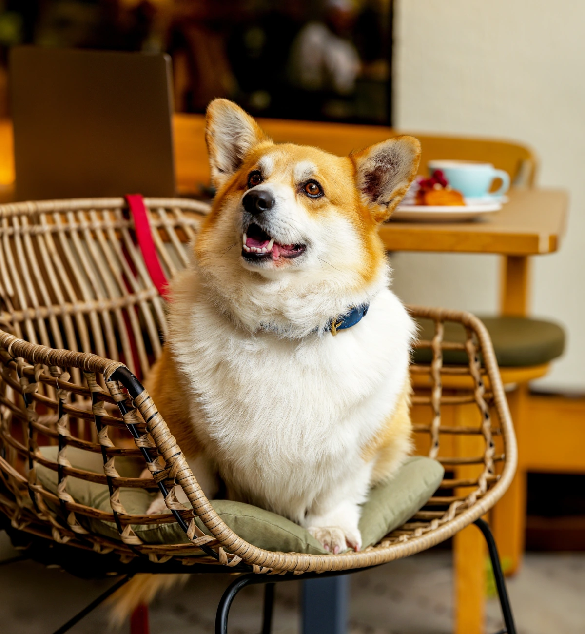 For the Pawrents