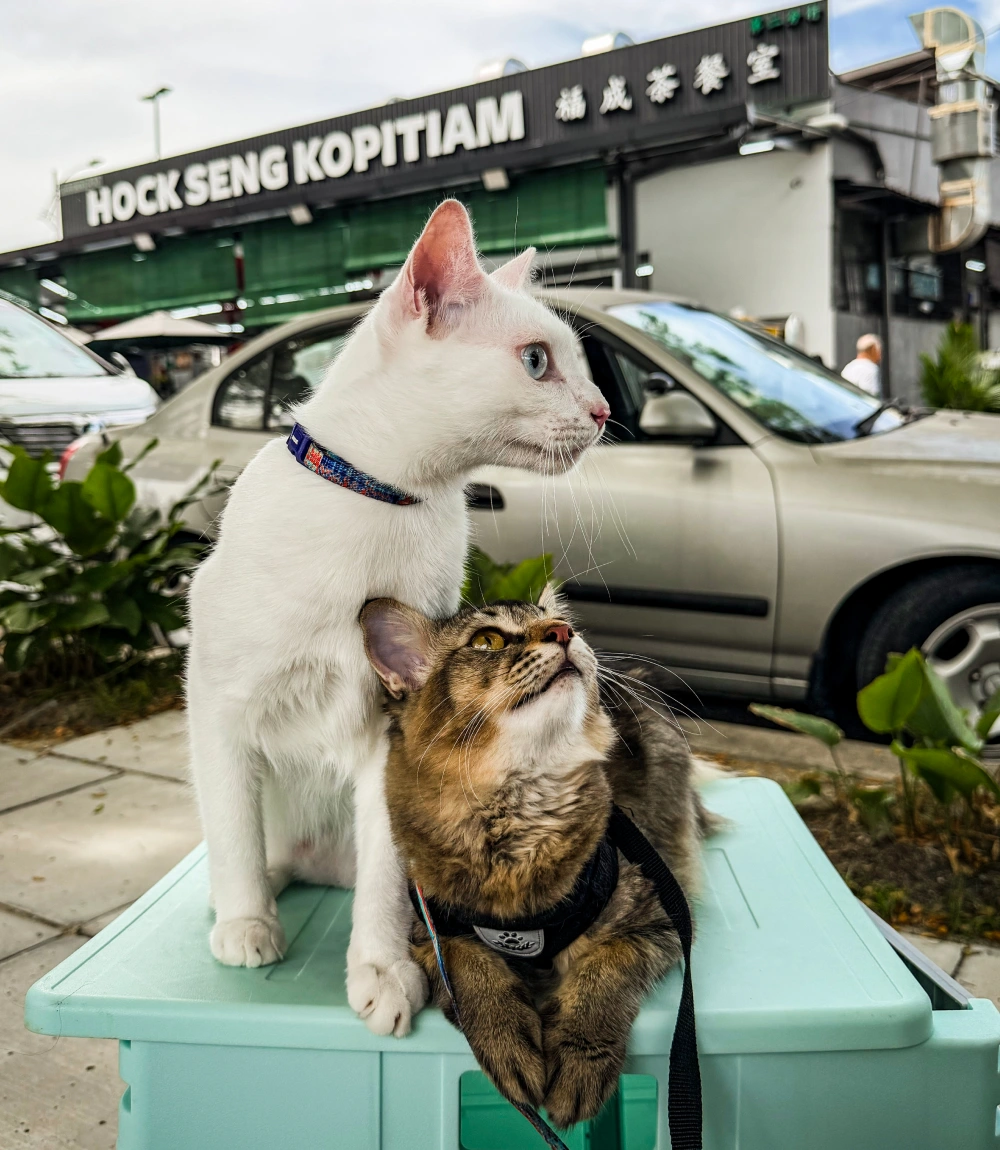 Hock Seng Kopitiam